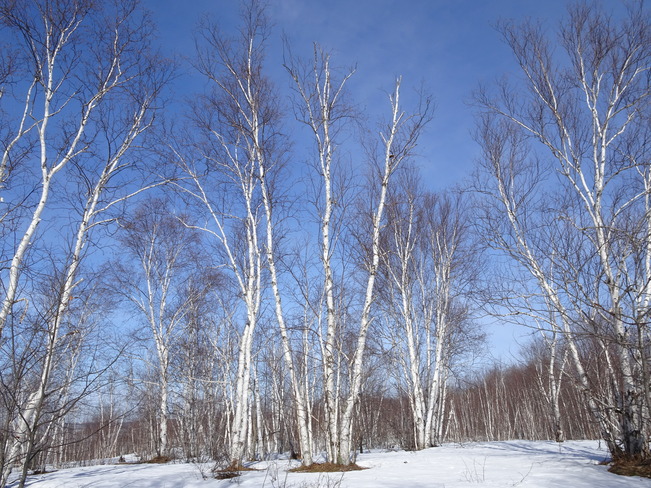 Beautiful Birch Tree View Sudbury, ON