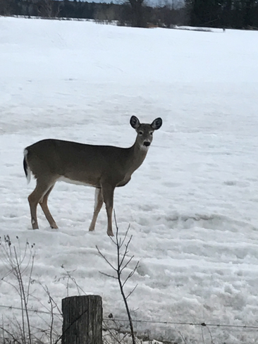 Mansfield deer Mansfield-et-Pontefract, Quebec, CA