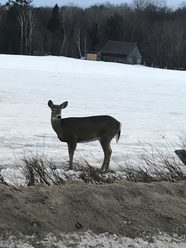 Deer Mansfield-et-Pontefract, Quebec, CA