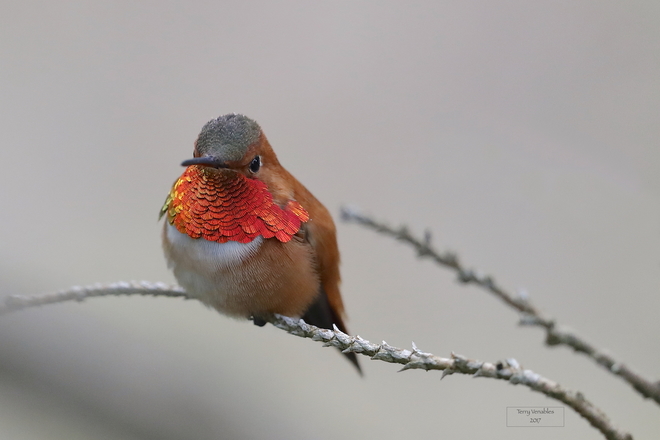 Mr and Mrs. Rufous .. Happy to have them back this week! North Saanich, BC