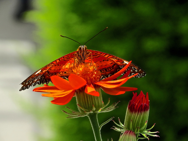 Papillons en liberté... Jardin botanique de Montréal, Montréal, QC