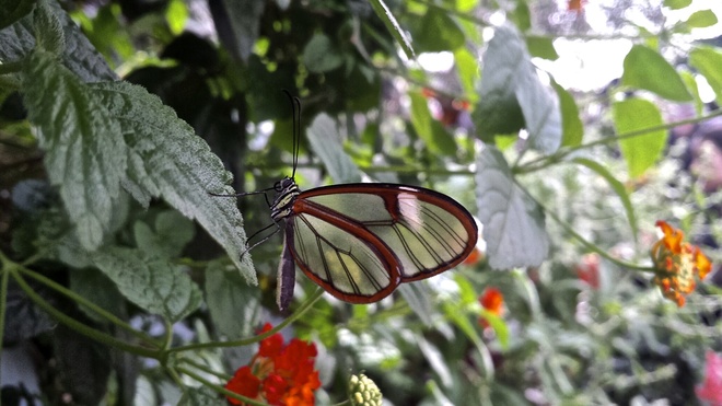 Papillon de verre Jardin botanique de Montréal, Montréal, QC