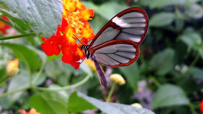Papillon de verre rare... Jardin botanique de Montréal, Montréal, QC