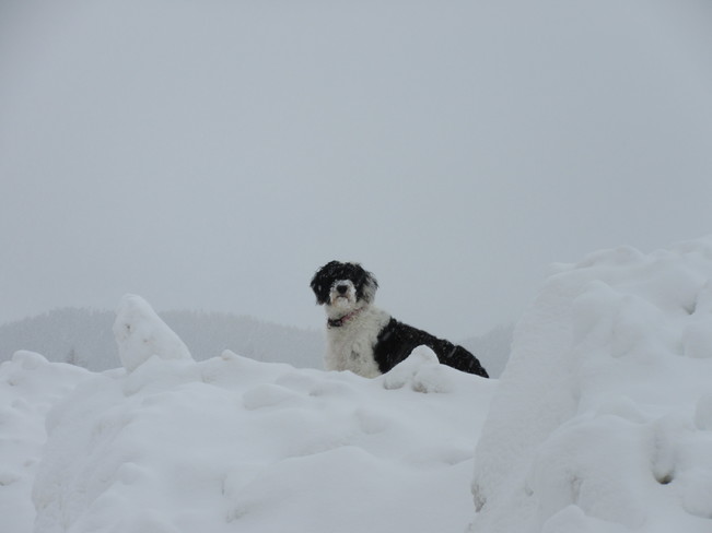 King Of The Hill Birchy Bay, NL