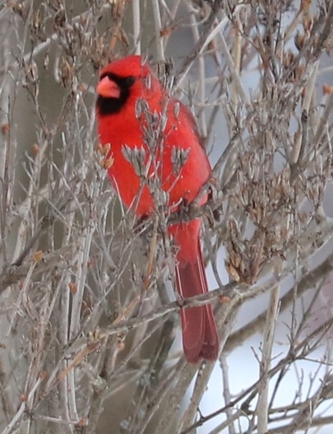 Red Cardinals Brockville, ON