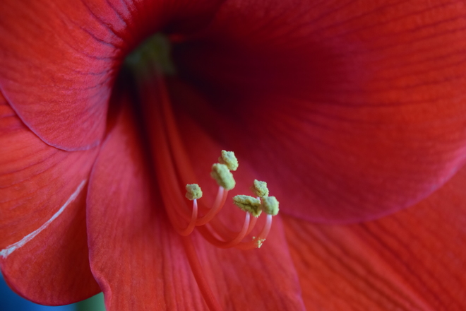 Amaryllis Blooms & Spring has arrived. Dartmouth, NS