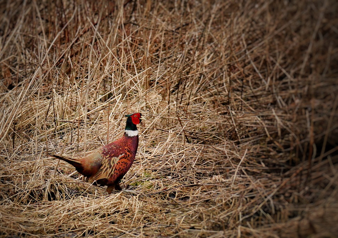 Pheasant Georgina, Ontario, CA