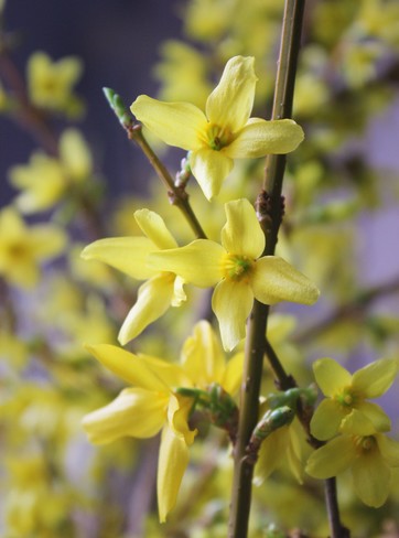 Forsooth, the Forsythia Doth Bloom! Sauble Beach, ON