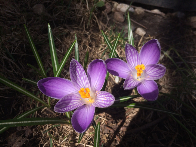 Signs of spring in Ottawa Ottawa, Ontario, CA