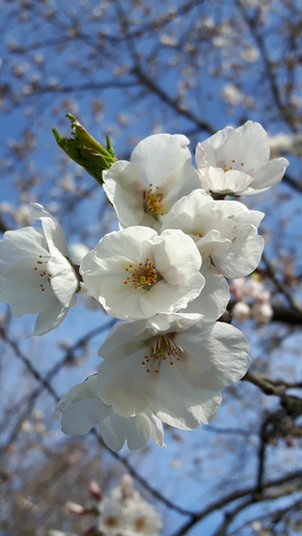 Cherry Blossoms @ High Park High Park-Swansea, ON