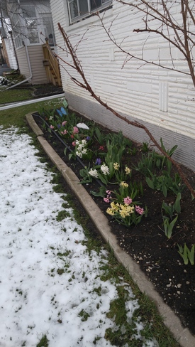 Spring flowers Winnipeg, MB