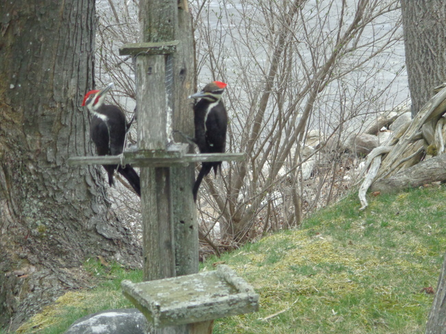 Male and female Pileated Woodpeckers Fenelon Falls, ON K0M 1N0, Canada