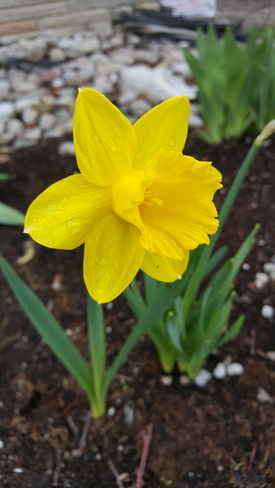 yellow daffodil Etobicoke, ON