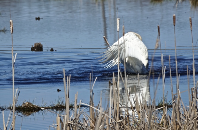 Trumpeter Swans Courting Coboconk, Kawartha Lakes, ON