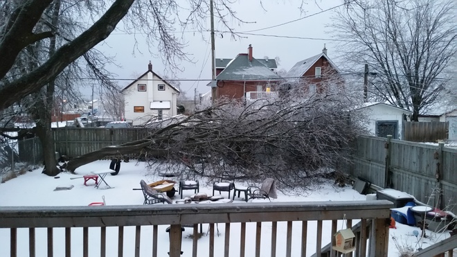 Ice Storm Takes Down Tree Thunder Bay, ON