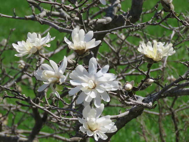 Magnolia's in Bloom Ottawa, ON