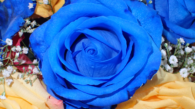 Birthday Blue Roses Fernie, BC