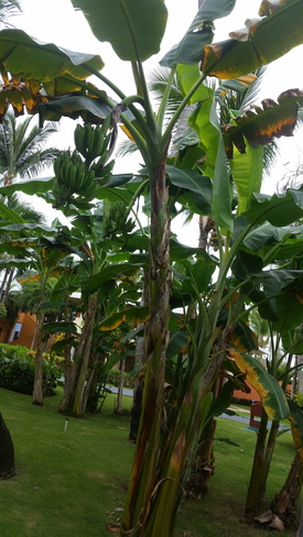 Banana Trees Bávaro, 11