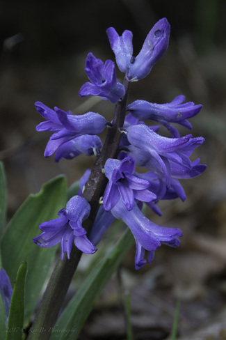 April Flora of High Park 285 Colborne Lodge Dr, Toronto, ON M6S 2T9, Canada