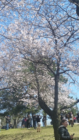 high park cherry blossom Highland Park, ON