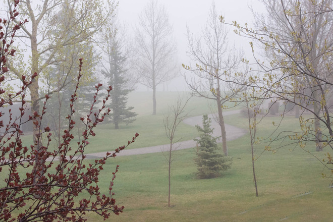 Spring Mist Lethbridge, AB.
