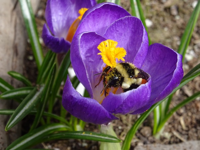 Busy bee in a crocus ... Range Rd 63, Alhambra, AB T0M 0C0, Canada