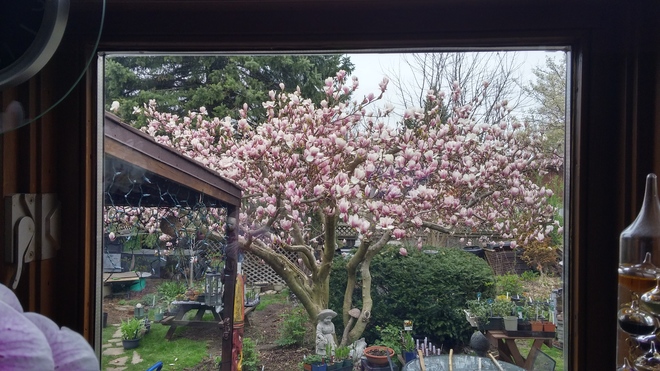 Magnolia looking out my kitchen window! Guelph, ON