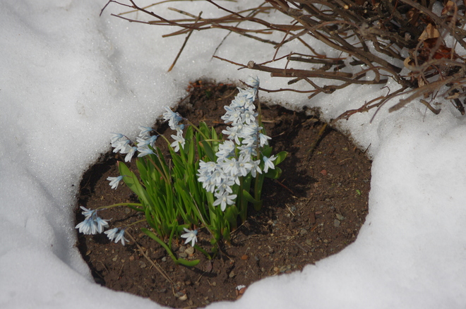 First Spring Flowers ( AKA Snow Drops) Thunder Bay, ON