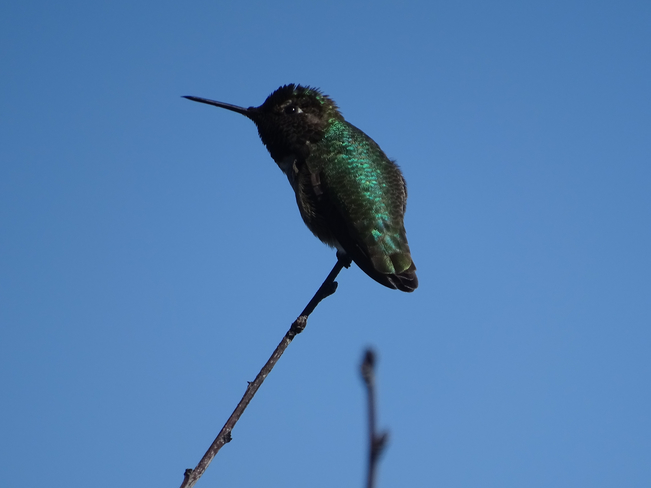 Hummingbird Victoria, British Columbia, CA