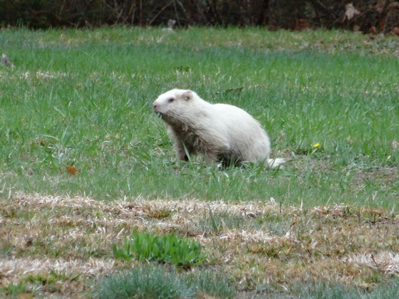 Albino Groundhog