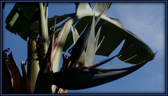 White Bird Awakens Palm Bay, FL, United States