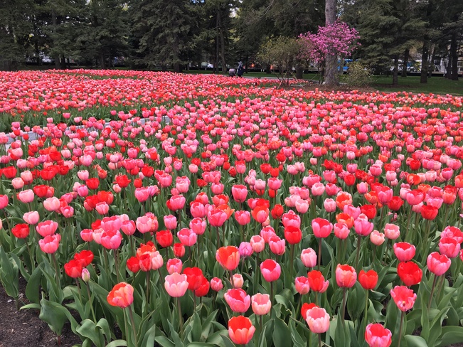 Jardin de tulipes Verdun, Montréal, QC