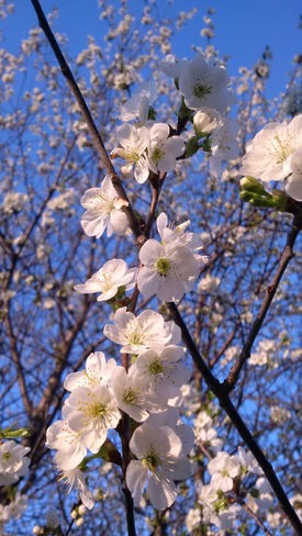 Cherry blossoms Westport, ON