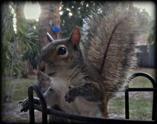 Pinky Our Friendly Squirrel ! Palm Bay, FL, United States