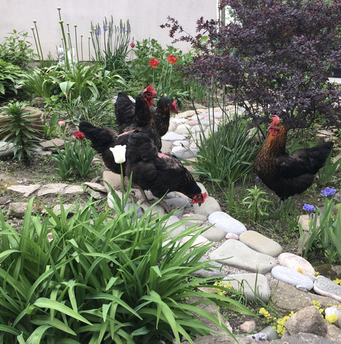 Spring chickens! Lol Millgrove, Ontario, CA