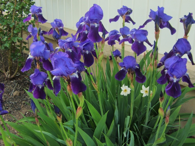 May Irises St. Catharines, ON