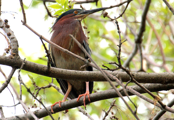 Green Heron resting on a tree branch Ottawa, ON