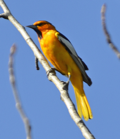 Bullock's Oriole Midway, BC
