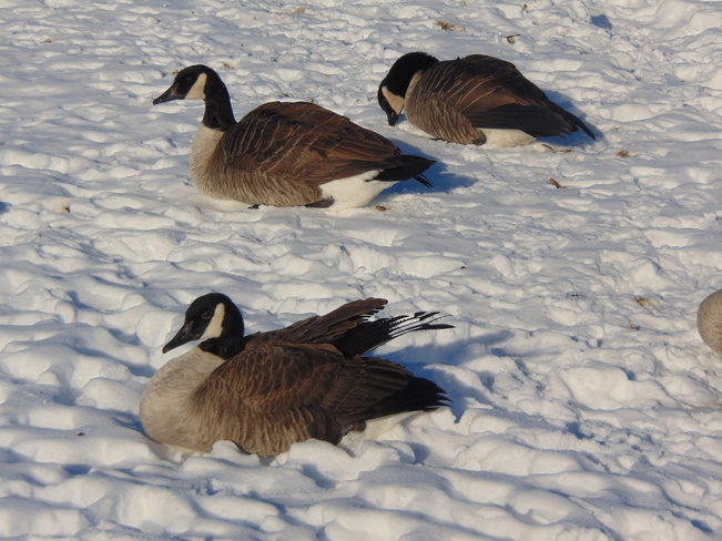 Winter Geese Winnipeg, MB