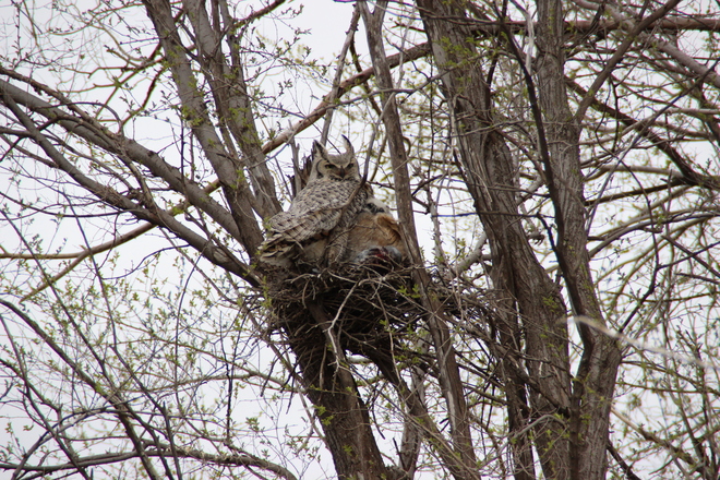 Horned Owls Blaine Lake, SK