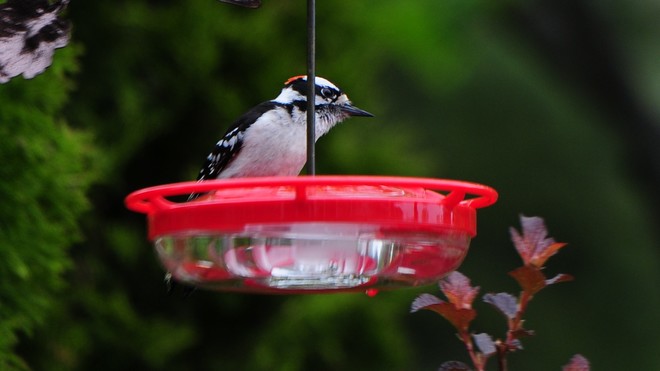 Downy Woodpecker (M) Cambridge, ON