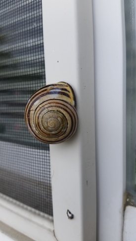snail on window Cornwall, ON