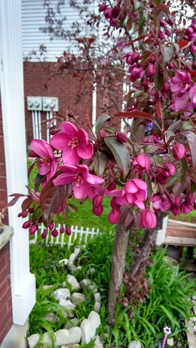 Springtime in the garden. Wish I knew what kind of tree it was. Galt, ON