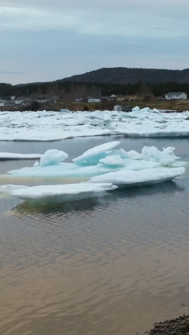 Pack ice in Laurenceton Northern Arm, NL