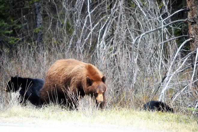 Brown Bear with 2 Black Cubs Banff National Park, Improvement District No. 9, AB