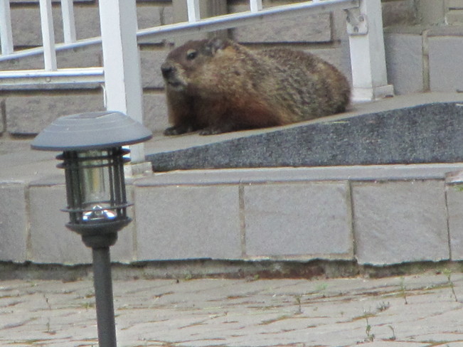 Groundhog in neighbourhood L9C 4K1, Hamilton, ON,