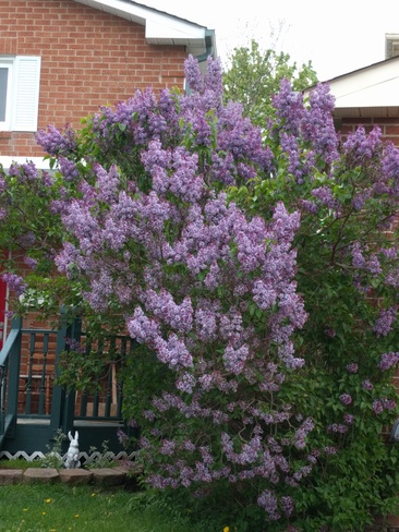 lilacs, breathe of spring Brampton, ON