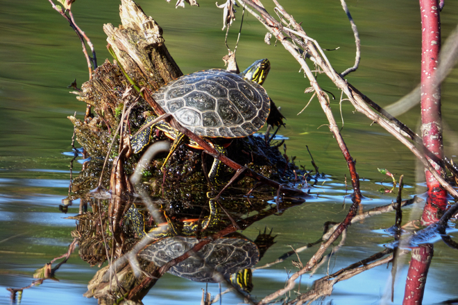 Little turtle sunning on a log. Fruitvale, British Columbia