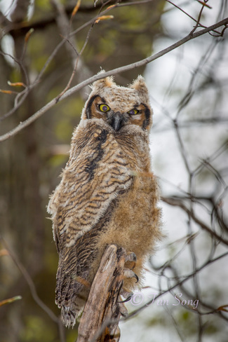 Great horned owlet Ottawa, ON