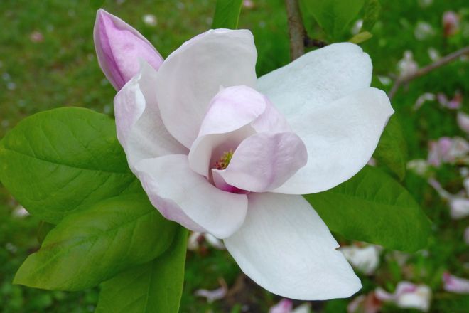 Magnolia flowers Dominion Arboretum, Ottawa, ON